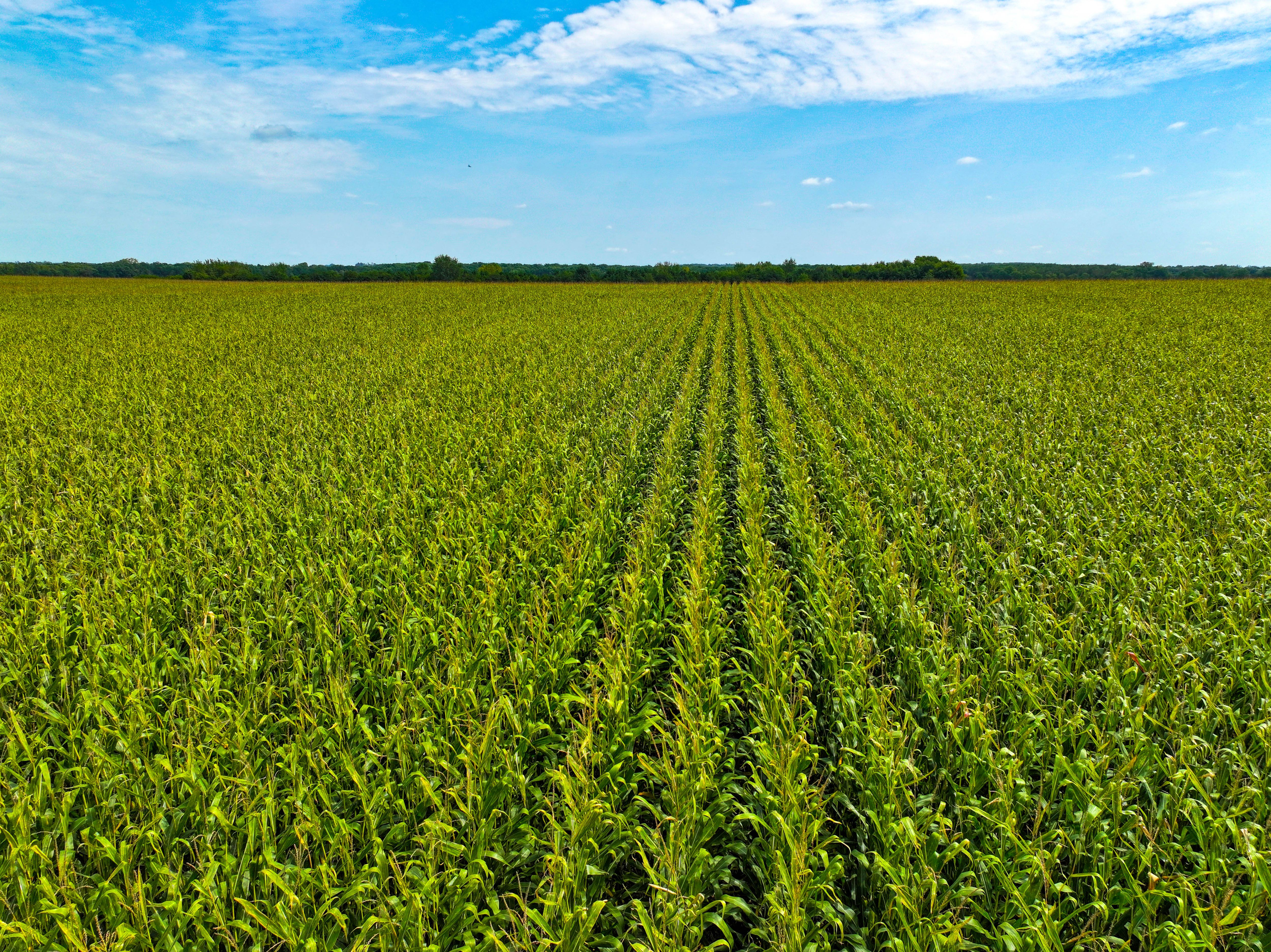 Listing Photo: 10_Buchanan Co IA Farm For Sale